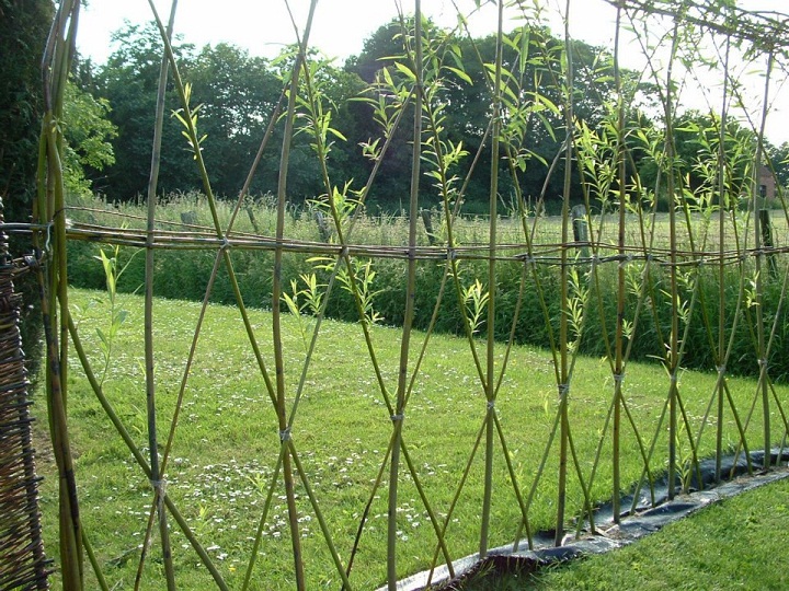 Grow curly willows for an artistic twist in the landscape, winter