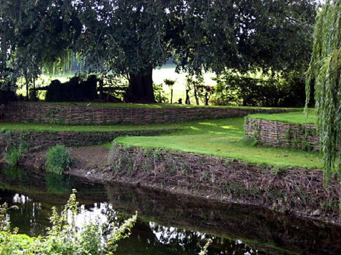 living willow hedge