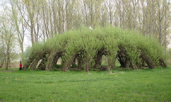 living willow hedge