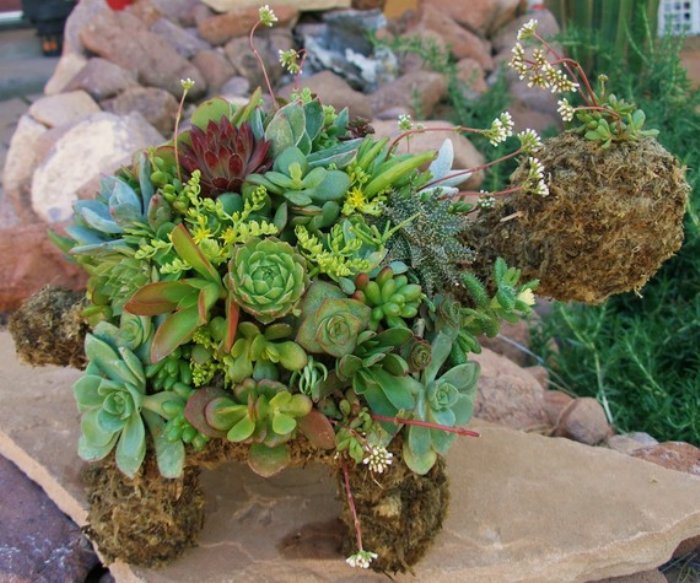 succulent topiary