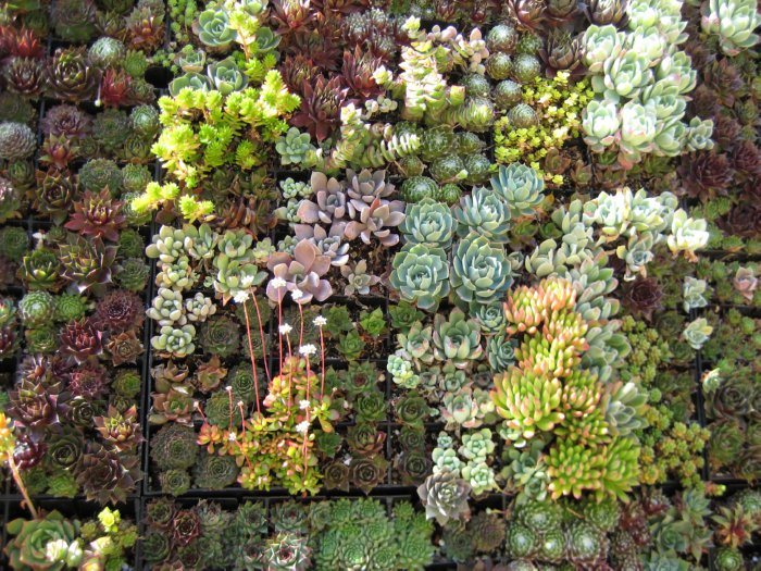 succulent wall