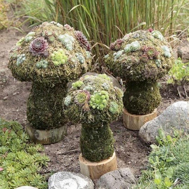 succulent topiary