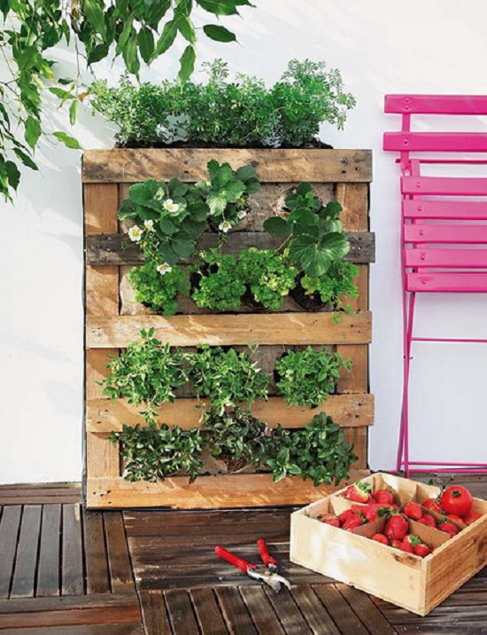 indoor living herb wall