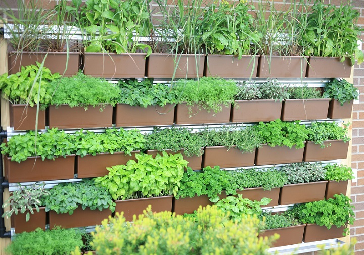 indoor living herb wall