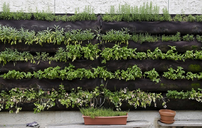 Vertical Herb Garden Insteading, Herb Garden Wall Planter