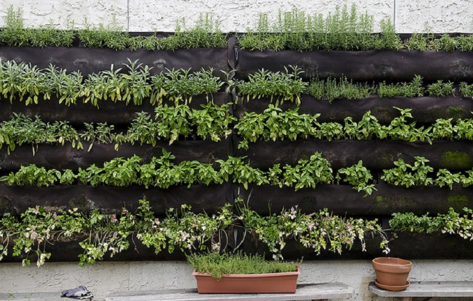 herb wall