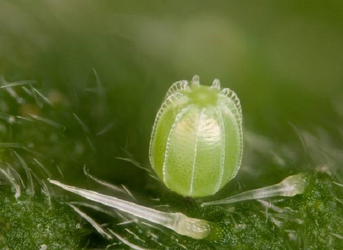 butterfly egg photography