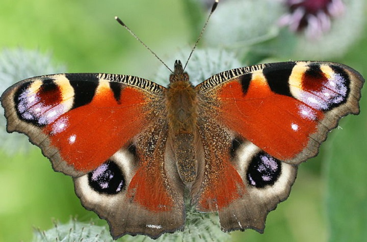 magnified butterfly wings