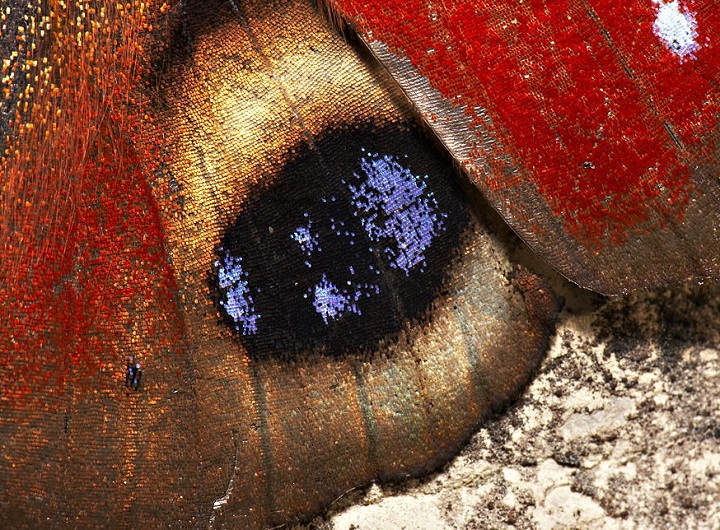 magnified butterfly wing