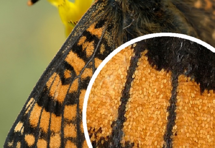 butterfly under microscope