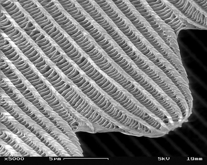 magnified butterfly wing