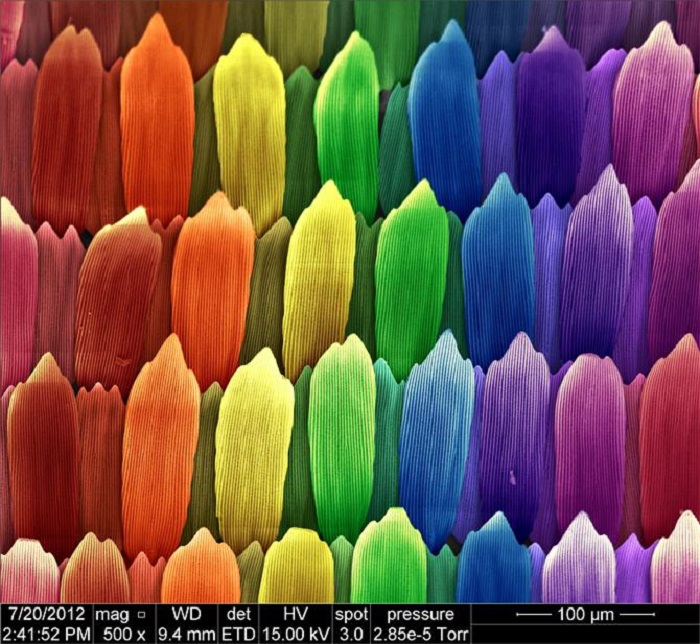 butterfly wing magnified