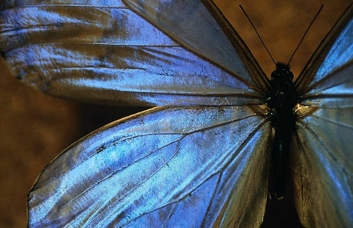 butterfly wing detail