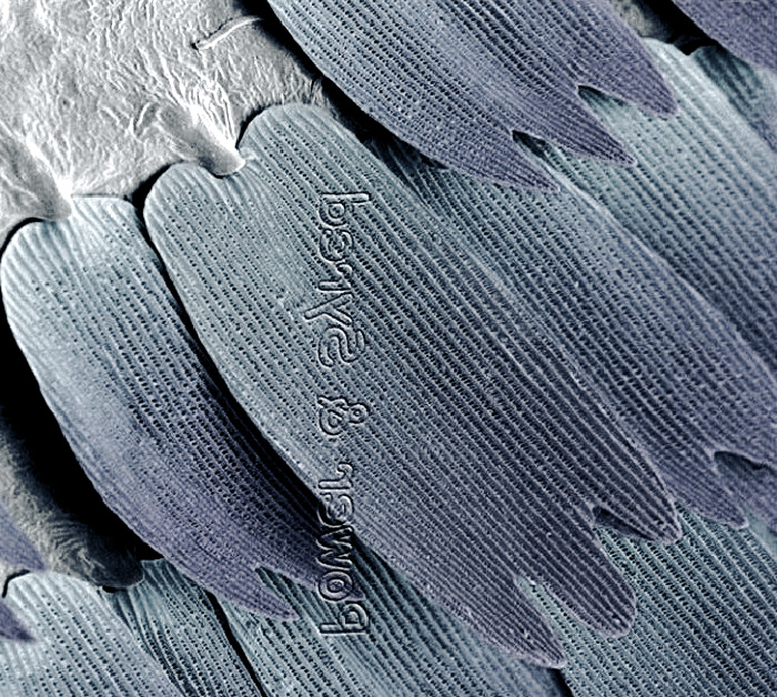 butterfly wing magnified