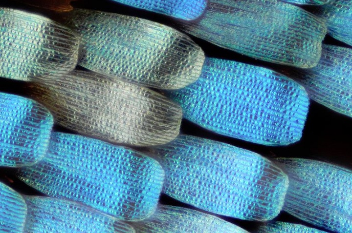 magnified butterfly wing