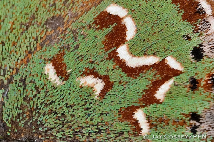 butterfly wing magnified