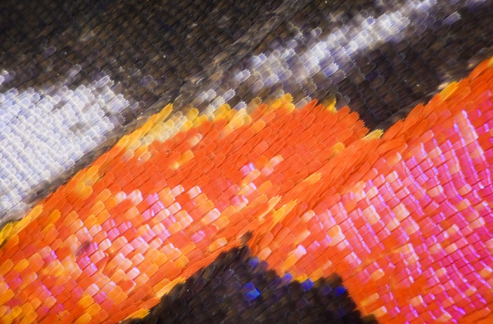 butterfly wing magnified