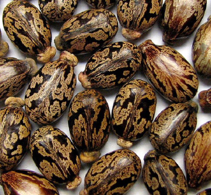 bean seeds