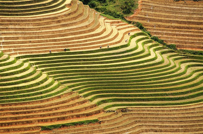 terraced farming