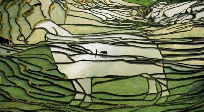 terraced farm