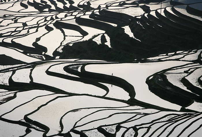 terraced rice field