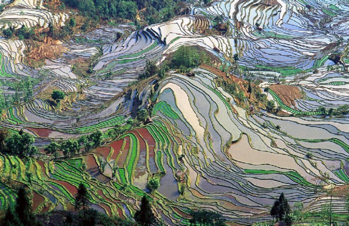 terraced farm