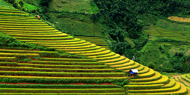 terraced rice field