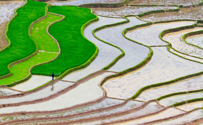 terraced farm