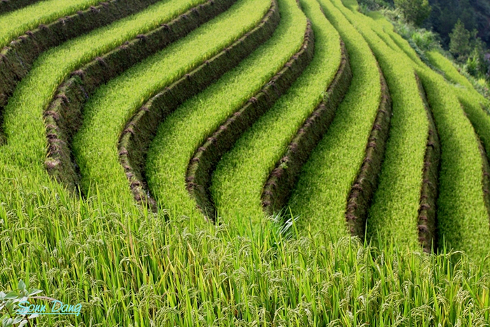 terraced farm