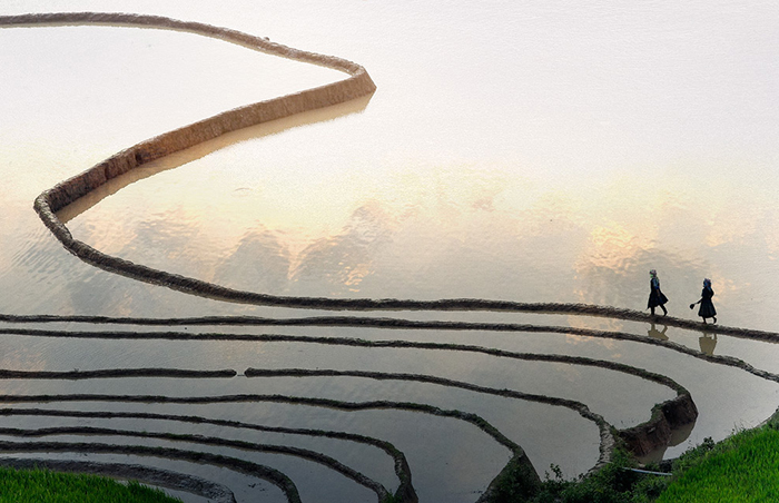 terraced rice field