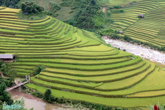 terraced farm