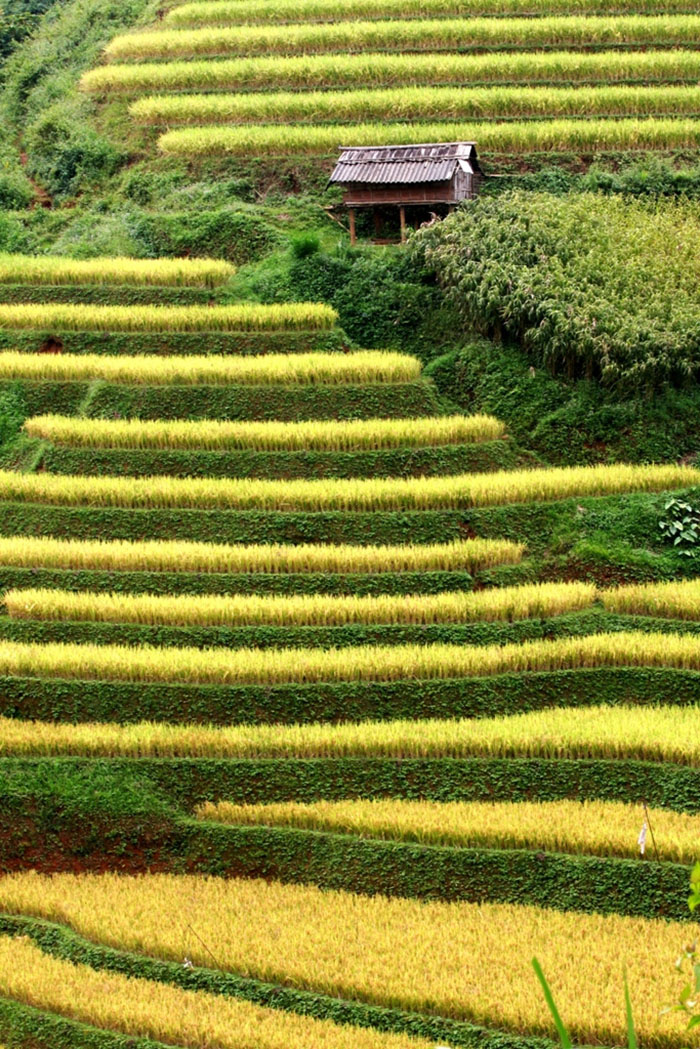 terraced farming