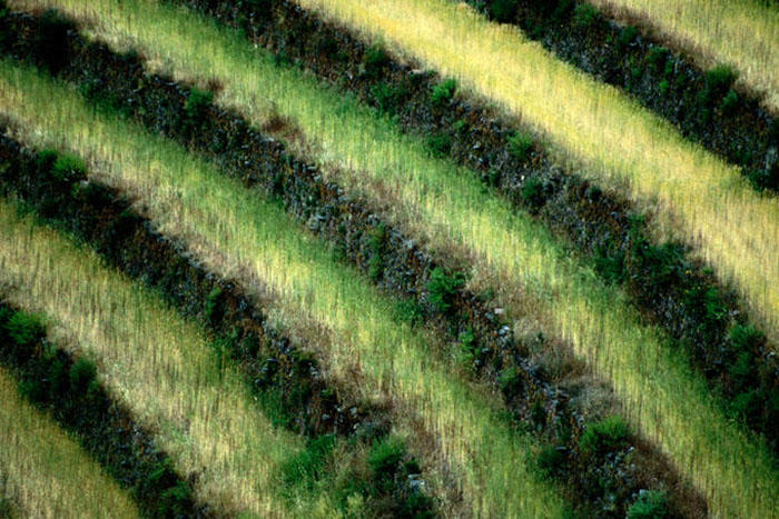 terraced farming