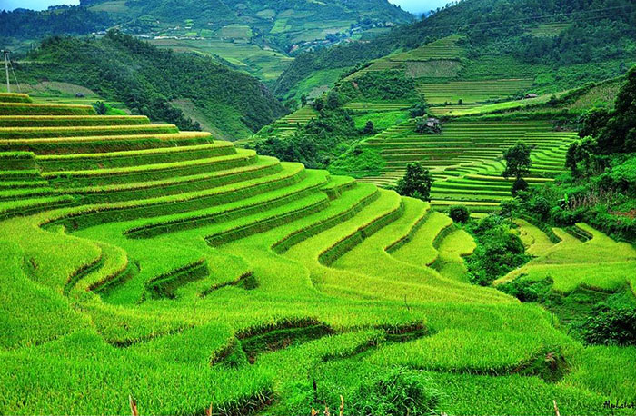 terraced farming