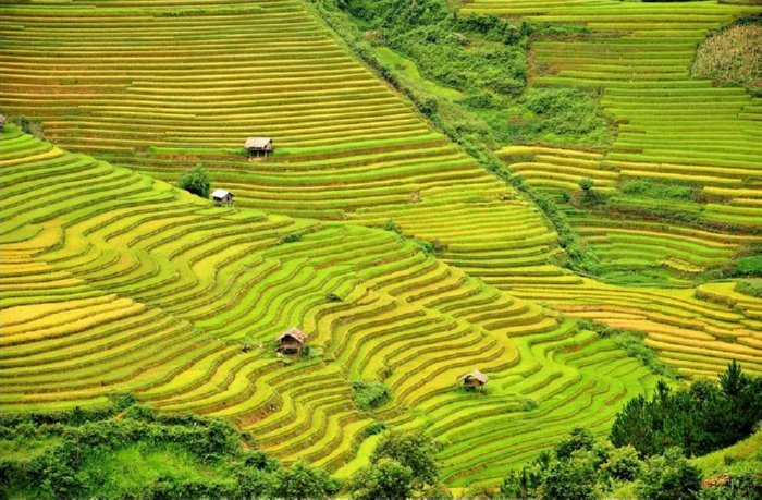 terraced rice field