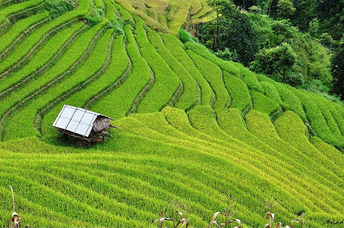 terraced fields