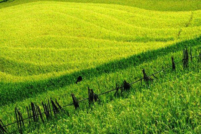 terraced farming