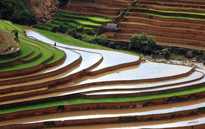 terrace farming drawing