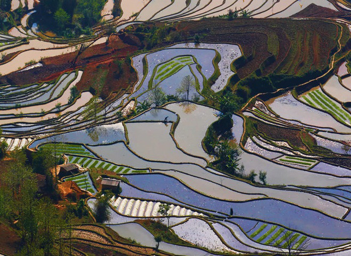 terraced fields