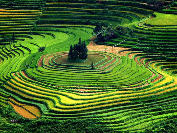 terraced farming