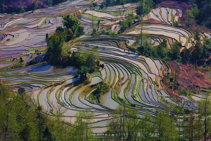 terraced farming