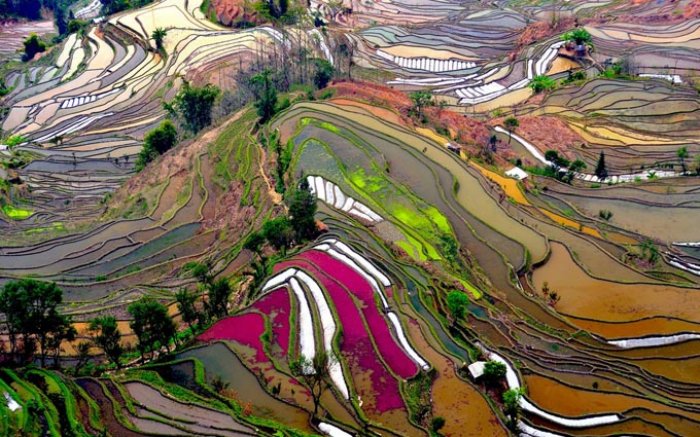 terraced farming