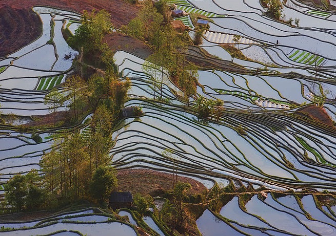 terraced rice field