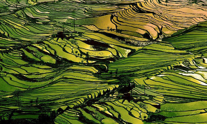 terraced farming