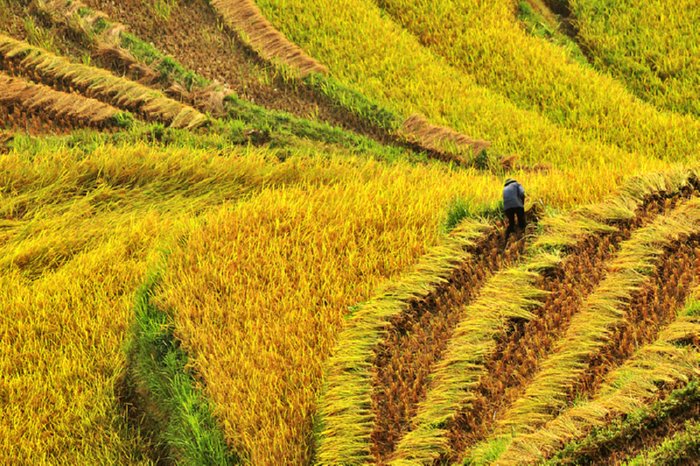 rice fields