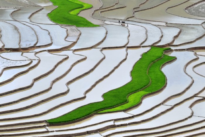 terraced rice