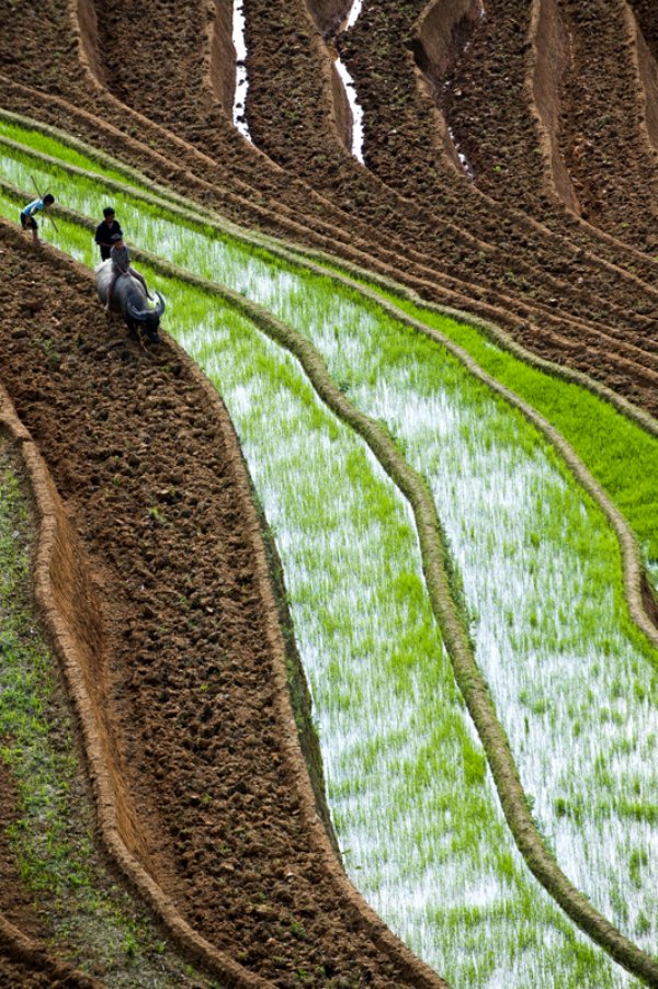 terraced rice