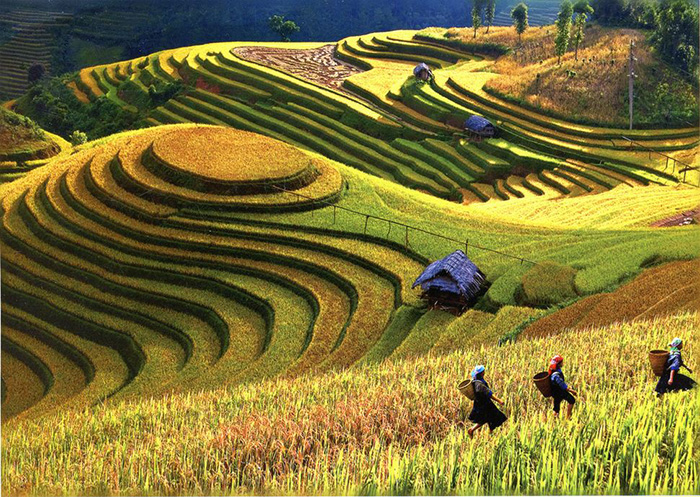 terraced farming