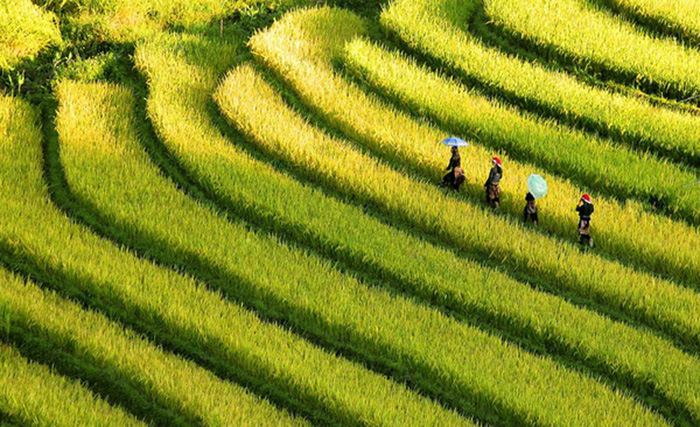 terraced farm