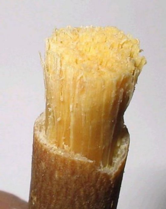 miswak toothbrush